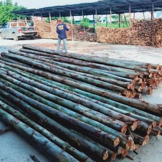 ร้านขายไม้ยูคาศรีราชา ร้านขายไม้ยูคาศรีราชา  ร้านขายไม้  ร้านขายส่งไม่ยูคา 